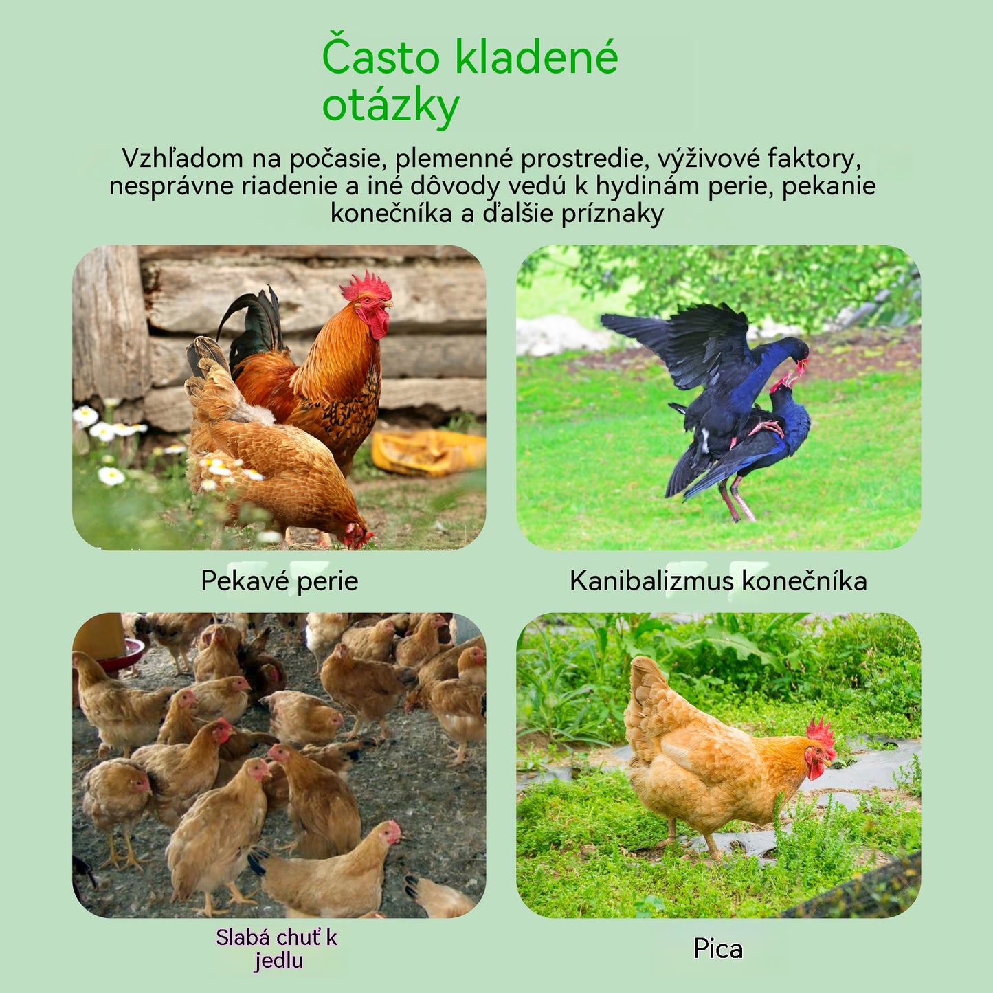 🐔【Kúpte 1, dostanete 1 zadarmo】🐓Veterinárny doplnok stopových prvkov proti klovaniu, vhodný pre sliepky, kačice, husi a tie, 🐣ktoré klujú pri vetracom otvore, perie alebo vajciach.